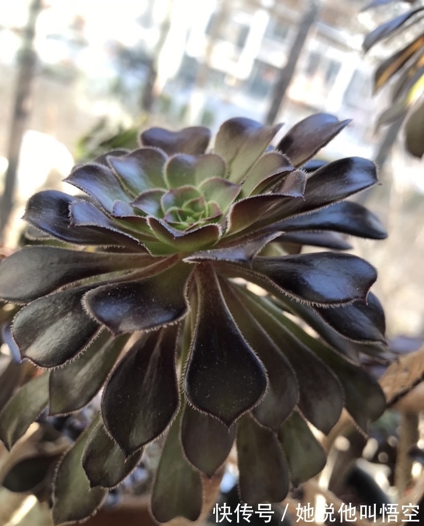 多肉一开花,赶紧剪掉花箭,不然只剩空盆!