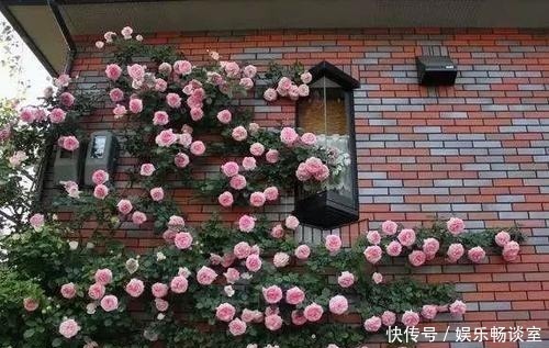 邻居|有个小院子,定要种上5种花,轻松开出花海,邻居看了羡慕!