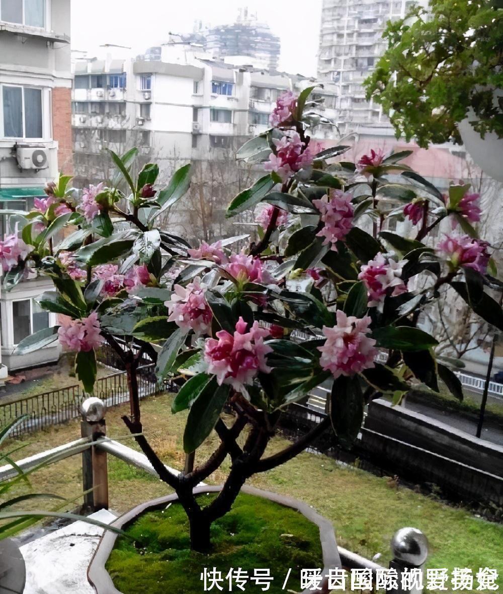 养护|6种“香水花”冬天不怕冷,越冷越香艳,雍容贵气,进屋染香气