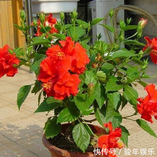 养花换土太麻烦,丢下这“2物”,土壤焕然一新,养啥花卉都爆盆