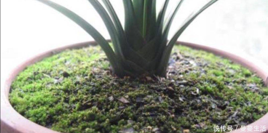 盆面|2种简单的方法,让盆景里长出绿油油的苔藓,漂亮又美观
