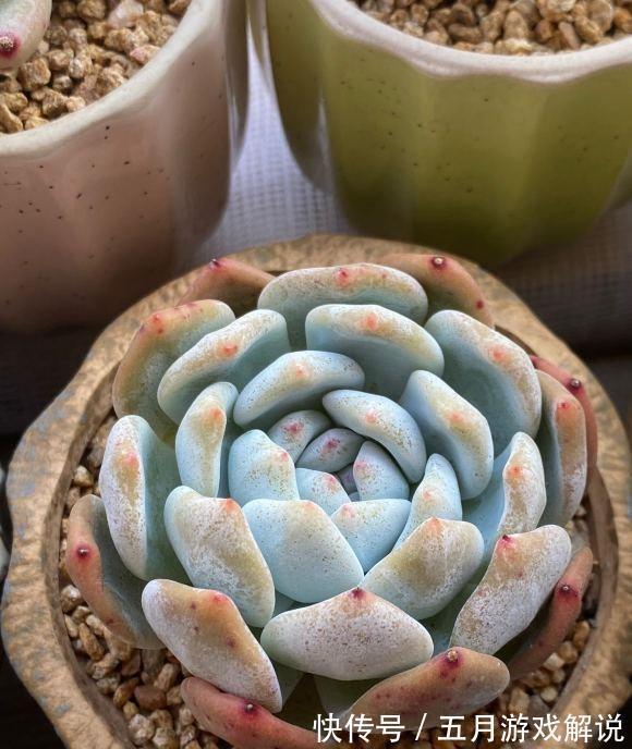 多肉|多肉很抗冻，现在不要往家里搬，养上2年价格翻10倍