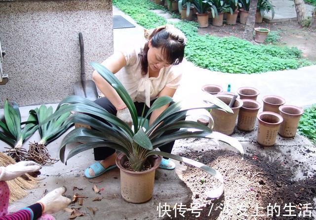 鱼肠|秋冬土里掺点它，君子兰，蟹爪兰，疯狂开花，叶子绿出油