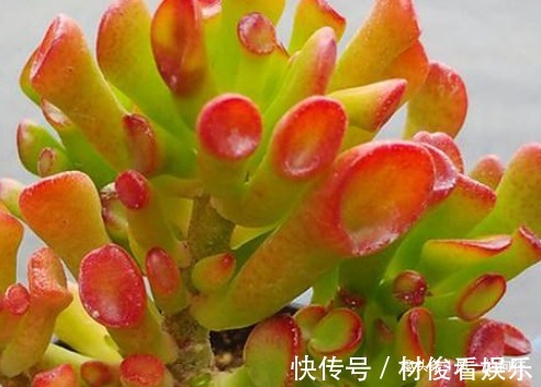 财源|自带“财气”的三种花,在家里养上几盆,一年四季财源不断