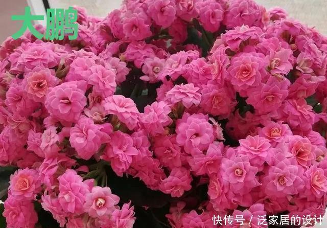 花友们,这花越养越上瘾,入坑成了品种控,家里开成花海洋