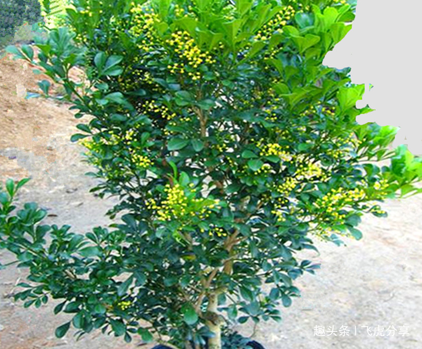 豆饼水、淘米水都用错了,老大爷有妙招,浇一盆旺一盆,学学吧