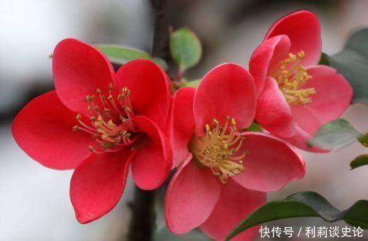 几种花卉,花朵迷人,阵阵花香,颜值超高的