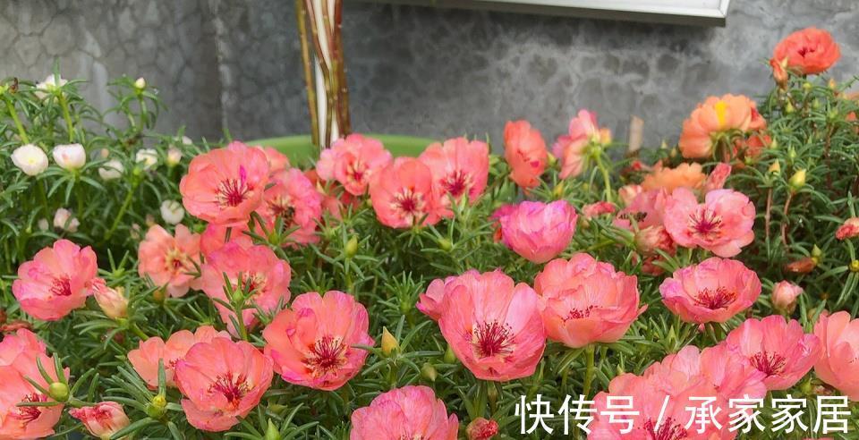 太阳花|8月中旬,养花首选这5种,爱开花不说,关键是好养