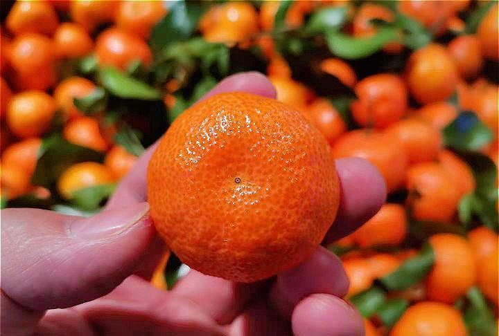 买砂糖橘，选有叶子还是没叶子的？果农：牢记“4不要”，别乱买