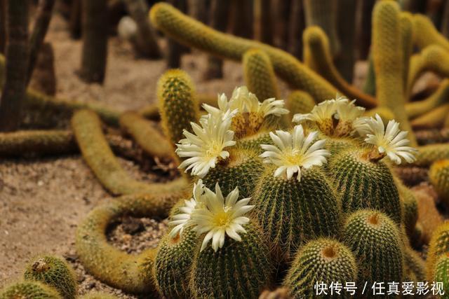 绿野仙踪|中国最值得去的3大植物园,是现实版的绿野仙踪,第一个就令人惊艳