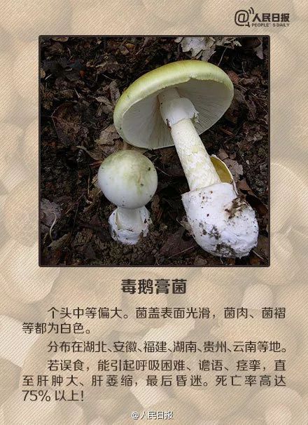 5人食用野生菌中毒送医！中毒者事后回忆：吃起来又脆又甜