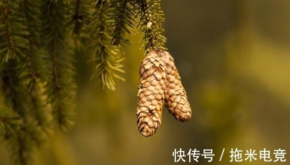 莎鸡振羽|让我们一起温柔地走进,诗中的那些良夜