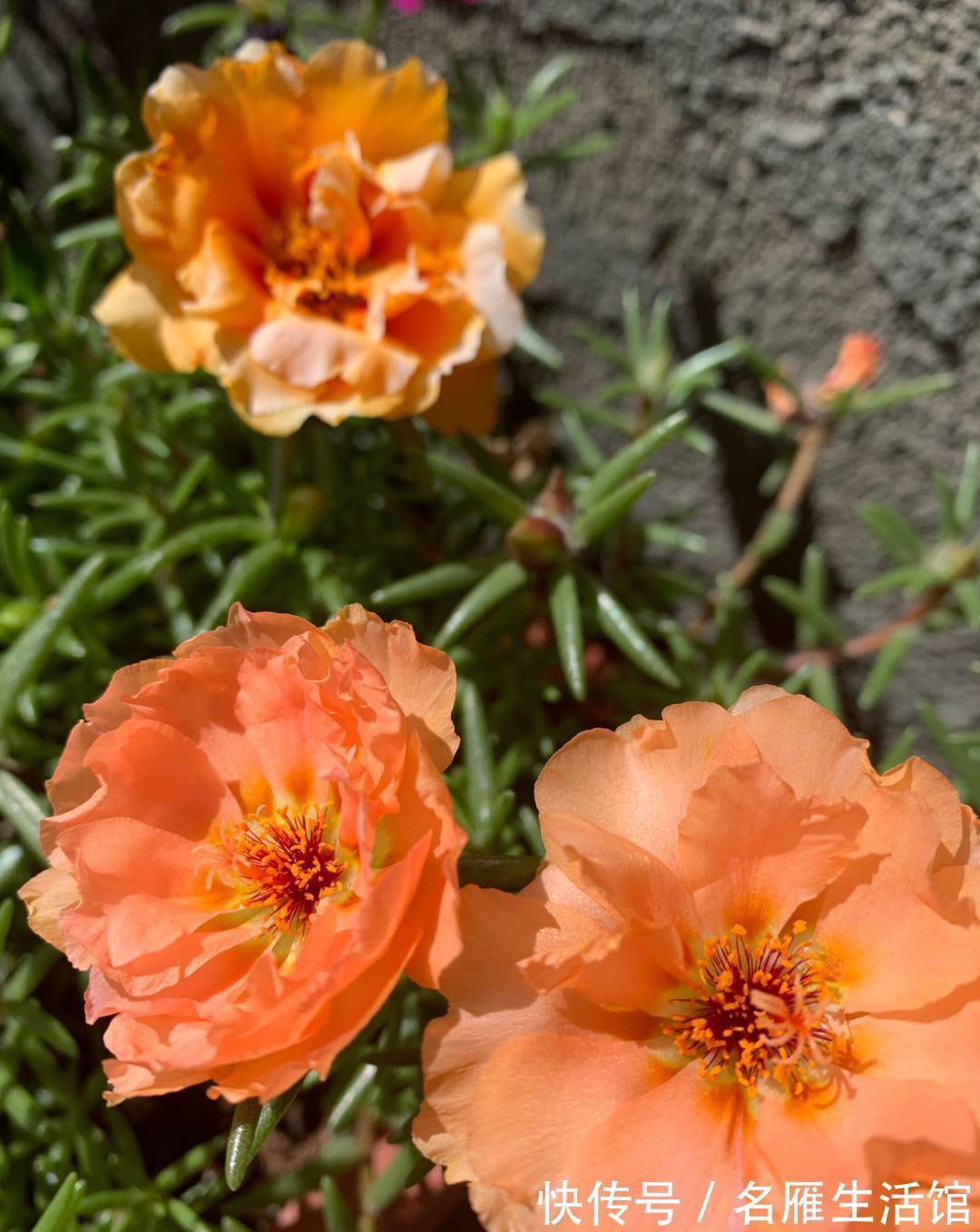 单瓣|重瓣太阳花怎么养?记住这3点,花朵多花量大,又大又鲜艳