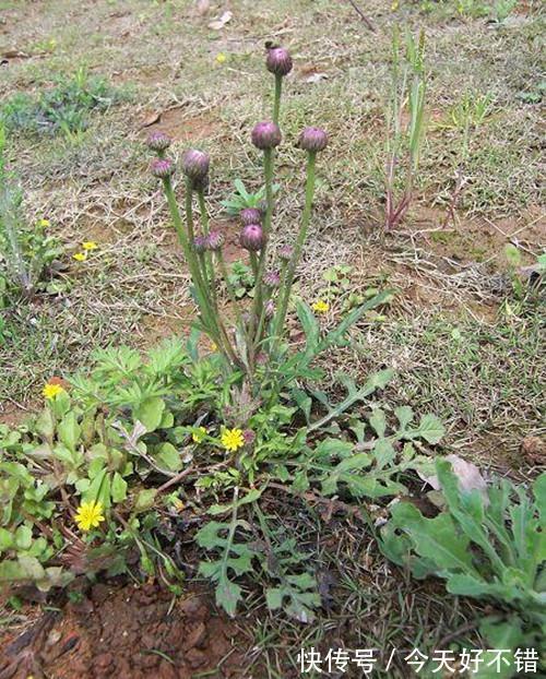 胡菜|田岸上的野草比海鲜还要鲜美,春天吃它赛人参,农民千万别扔