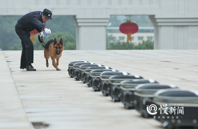 汪星|重庆警犬大比武，看“汪星人”如何找到隐藏的“爆炸物”