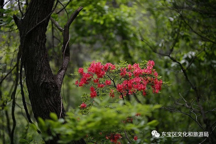 道祖|神秘龙虎观