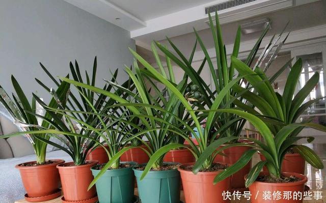 花卉|养花必修课,缓苗“4技巧”,提前做好工作,后期省心开花多