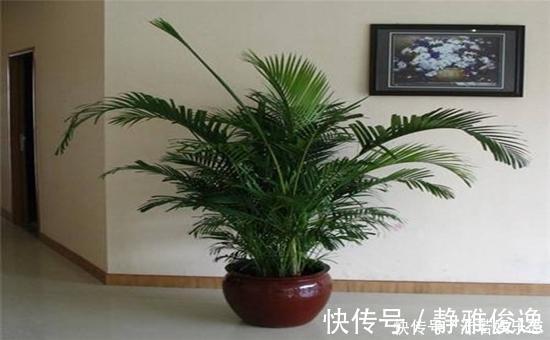 元气满满|听说养花还可以给室内降温，养上这些花，让你清凉一夏天