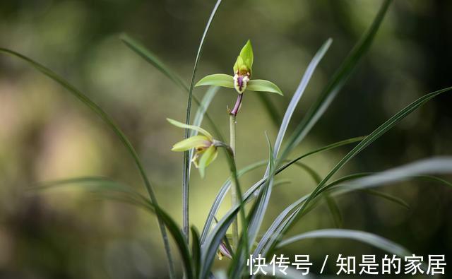 花盆|养兰花不会施肥怎么办?专为新手定制的技巧,不施肥养兰法