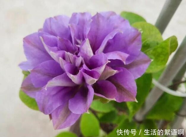 奶奶家的小院,养了2棵花,三年之后,朋友都专门去欣赏,太好看!