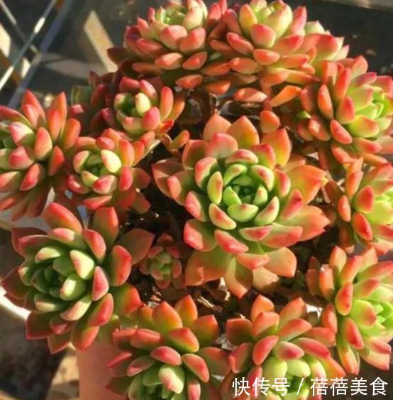 气根|新手养多肉马库斯,了解掌握4个要点,颜色水润,养成漂亮小老桩