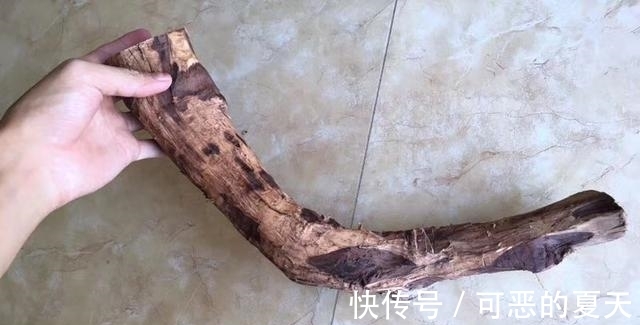 老家@老伯从老家带回半截木棍,一刀切开之后,惊喜不已