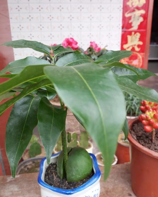 这花有个大肚子,里面全是水,1个月不浇照样活