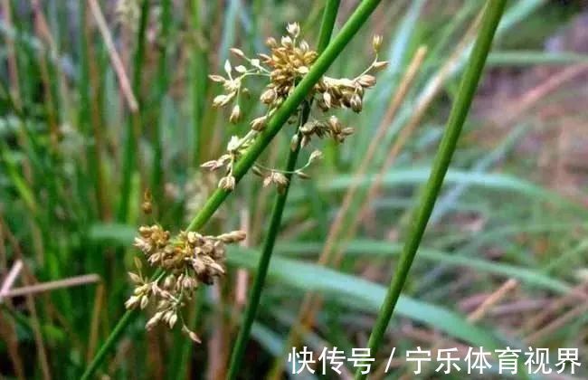 麦门冬|一味灯心草,治病大功效!民间11种妙用法,11大病症皆消除!