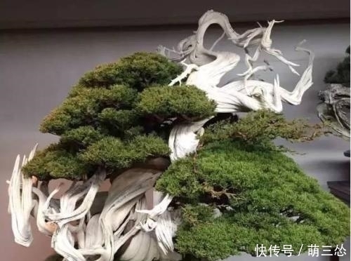 枯朽式盆景 什么叫做枯朽式盆景?