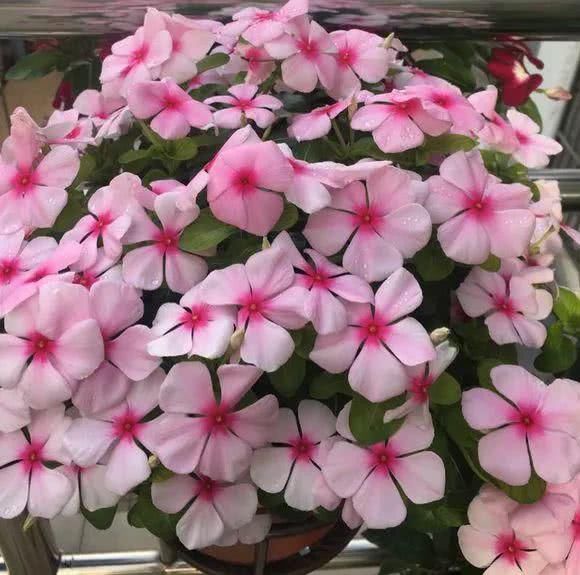 5种花现在插土里,下个月就开花,再热也不怕,别错过了