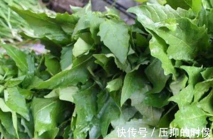 肠胃疾病|这野菜不过3元1斤,炖汤喝比羊肉还滋补,孩子吃了能预防感冒