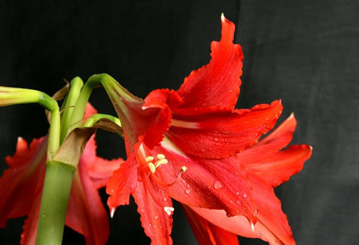 海棠|冬天客厅养3种花,好养好看寓意好,关键是美观大方