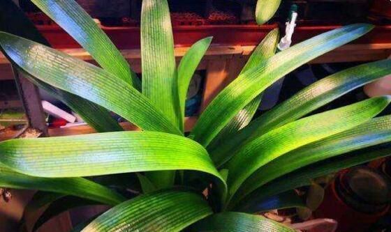 喜欢|君子兰是多晒好,还是少晒好很多人弄反了,难怪黄叶不开花