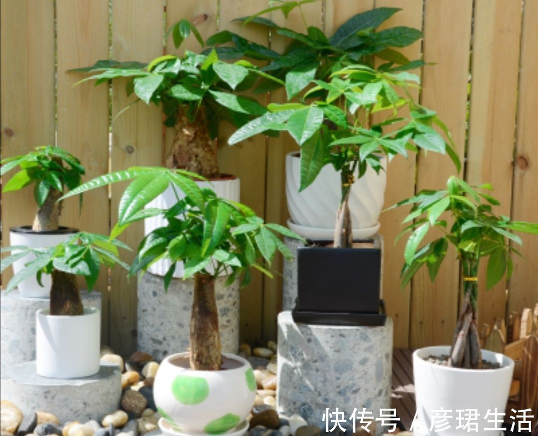 养花|这3种花要“懒养”，越是粗放养护，植株长势越旺盛