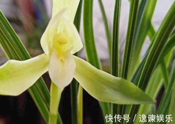 排水性|养殖小经验兰花长得好不好,不用羡慕别人啦,手把手教你养爆盆