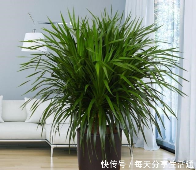 冬天在室内养1种“绿树”,既美观又大方,改善空气质量!