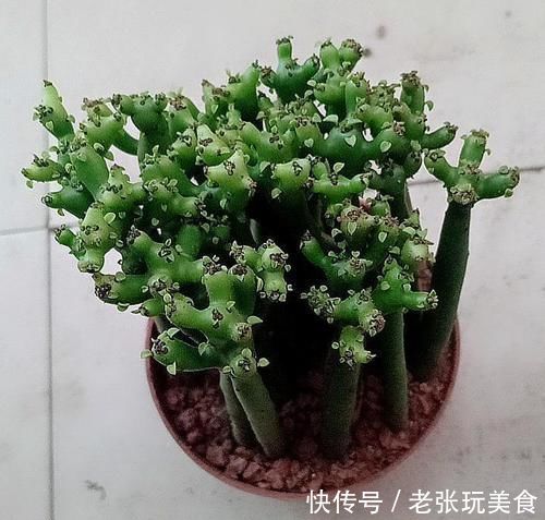 瘙痒|养花不能什么植物都往家里搬,5种花养在室内有隐患