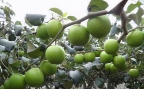 春天预防衰老，坚持吃的食物，滋补身体，滋润气血，女人更显年轻