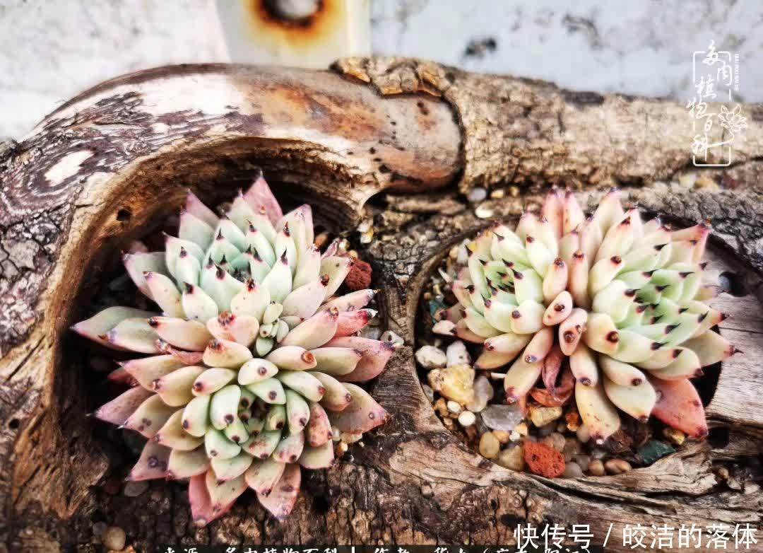 广东的冬天是多肉的春天,时间是最好的魔法师!