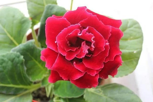 大岩桐从不敢晒太阳,小心浑身长黑斑,就爱暗地里偷偷开花