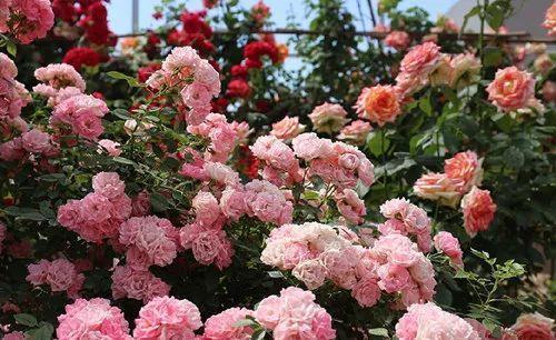 月季为什么光长叶不开花,做好这5点月季开花不再难