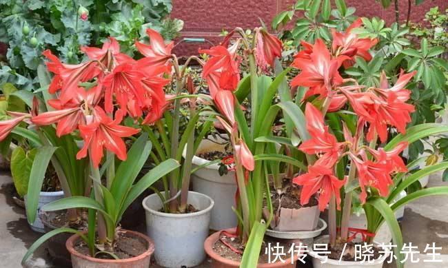 一个大疙瘩,开花“比脸大”,养朱顶红的5个窍门,年年开大花