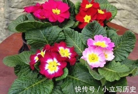 花市|深秋逛花市，看到4种花随便买，再冷都能开花爆盆，十分漂亮