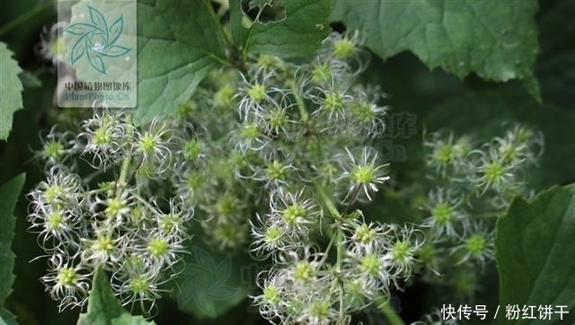 草牡丹，见过吗？祛风除湿，止泻痢。治风湿性关节痛、腹泻、痢疾