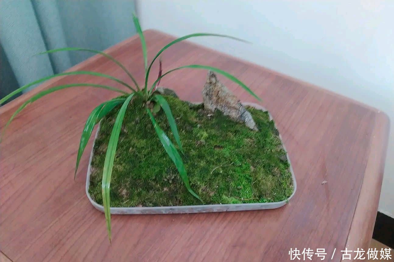 破了的菜坛子,拿来养多肉,又酷又美个性十足