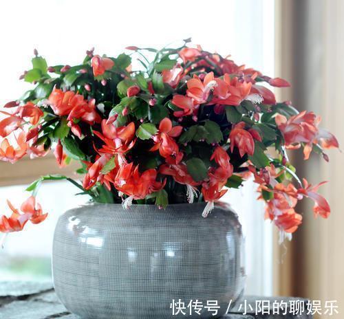 花卉|新手浇水过多,容易被淹死的几款花卉绿植,你家养了几种