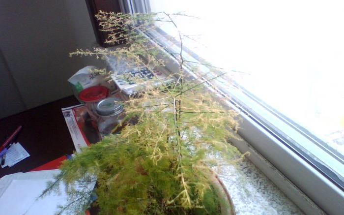 花友们|养文竹,不注意此3点,叶片枯黄,植株没精神、长势见阻