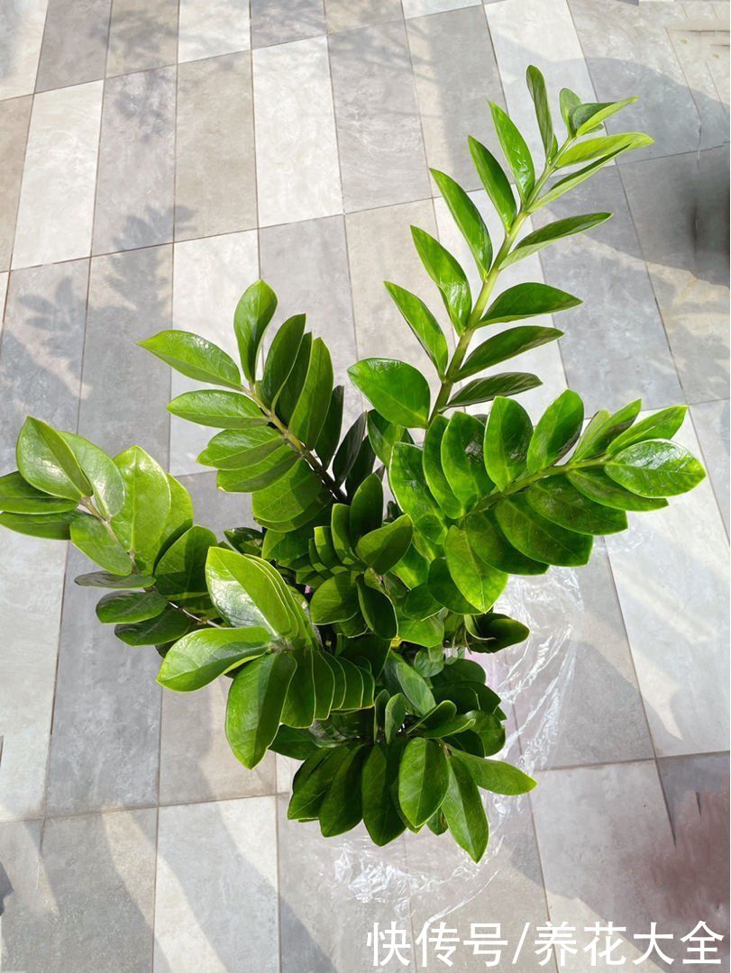 选耐阴花看看这5样，养家里寓意好，阴暗处也照样开花