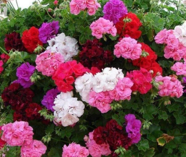 家里养这几款植物，耐寒易打理，花美色艳，花儿轻松开爆盆