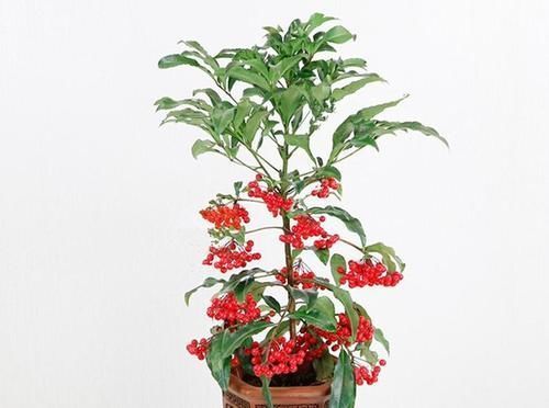 8种花一到过年就开花,现在养正是好时候,花开灿烂、寓意吉祥